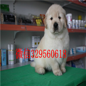 南宁哪里有卖金毛品质好出售美系美系金毛出售