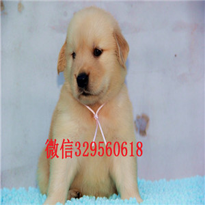  衡阳哪里有卖金毛犬的金毛犬价格双血统金毛健康保障带证书的金毛犬