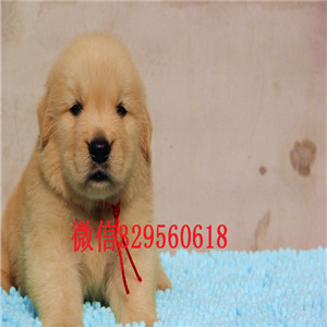  衡阳哪里有卖金毛犬的金毛犬价格双血统金毛