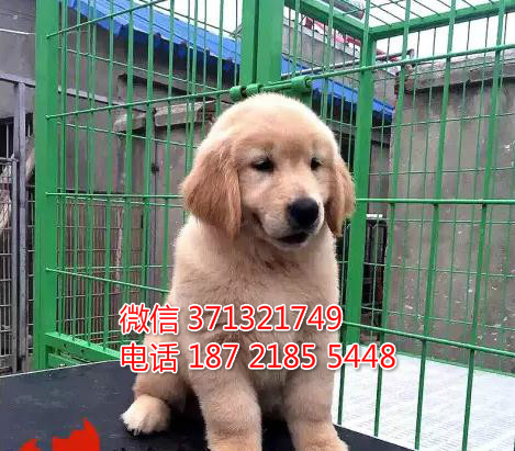 金毛犬出售一窝 大型犬金毛 上海犬舍 上海专业繁殖金毛