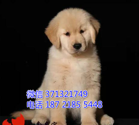 金毛犬出售一窝 大型犬金毛 上海犬舍 上海专业繁殖金毛