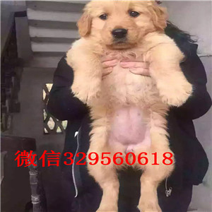  赤峰哪里有卖金毛犬的金毛犬多少钱忠诚金毛