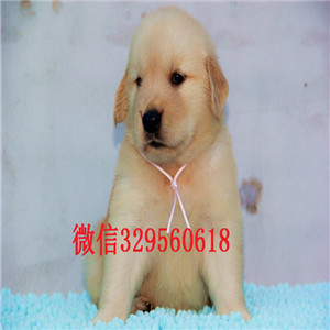  衡阳哪里有卖金毛犬的金毛犬价格双血统金毛健康保障带证书的金毛犬