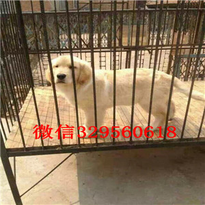  厦门哪里能买到纯种金毛犬金毛一只多少钱正规犬舍繁殖金毛纯种金毛幼犬宽嘴大骨架