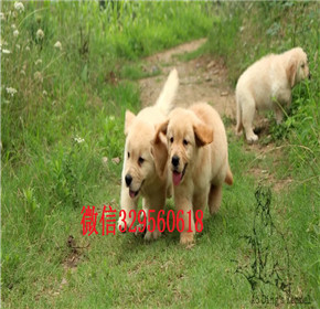  深圳哪里能买到纯种金毛犬金毛犬多少钱正规