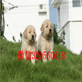  鸡西哪里能买到纯种金毛犬金毛一只多少钱双