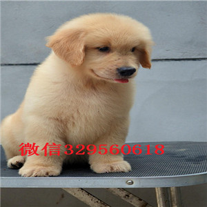  福州哪里有卖金毛犬 纯种金毛多少钱 带证书 金毛长多大 金毛幼犬繁殖价格