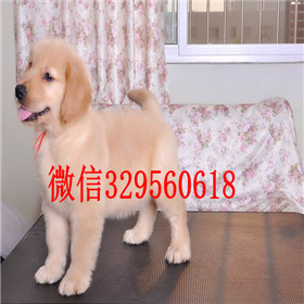  深圳哪里能买到纯种金毛犬金毛一只多少钱双