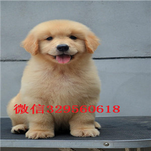  福州哪里有卖金毛犬 纯种金毛多少钱 带证书 