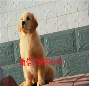   厦门哪里能买到纯种金毛犬金毛犬价格大头宽