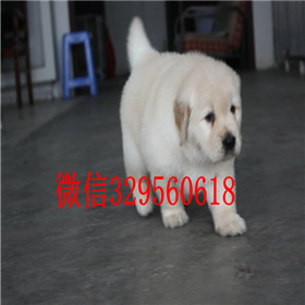  沈阳卖纯种金毛金毛一只多少钱双血统金毛健