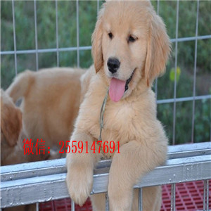 宁波金毛怎么卖的 宁波纯种金毛的价格是多少 