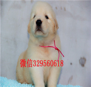  武汉哪里能买到纯种金毛犬纯种网红款金毛幼