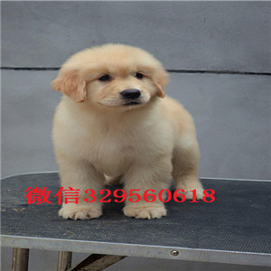  福州哪里有卖金毛犬 纯种金毛多少钱 带证书 金毛长多大 金毛幼犬繁殖价格