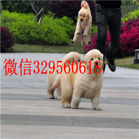  宁波哪里能买到纯种金毛犬金毛一只多少钱忠