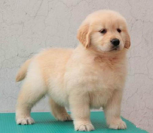 深圳一般哪里有狗场 深圳哪里有卖金毛 金毛多