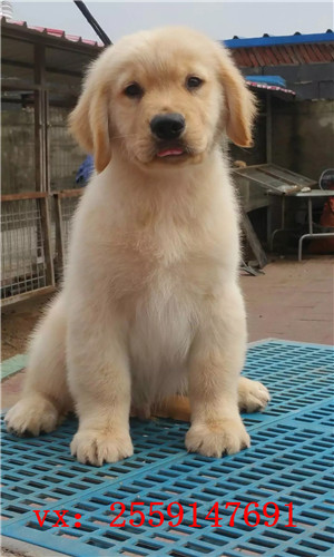 长沙哪里卖纯种金毛犬 长沙金毛多少钱 长沙哪