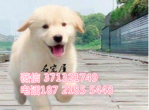 成都金毛犬出售纯种幼犬 成都犬舍在哪里  成