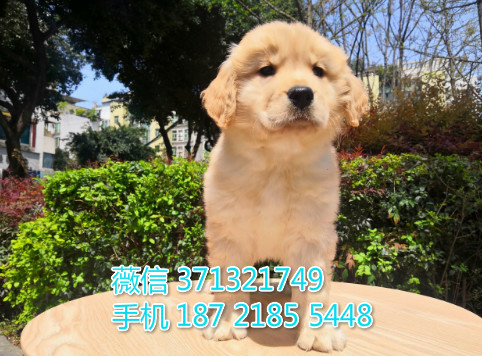 长沙金毛犬出售纯种幼犬 大型犬 长沙本地繁殖 长沙狗场