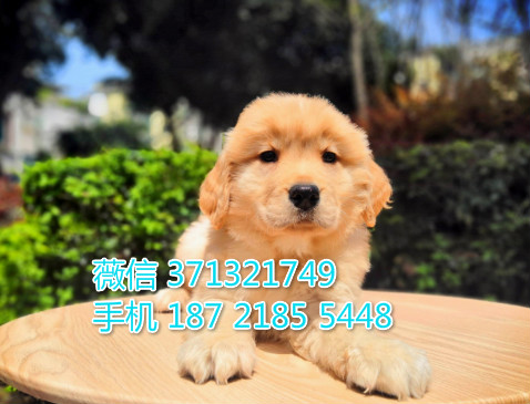 长沙金毛犬出售纯种幼犬 大型犬 长沙本地繁殖 长沙狗场