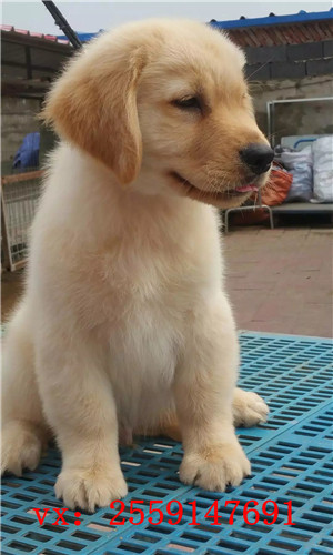 南昌哪里卖纯种金毛犬 南昌哪里的金毛便宜 南昌金毛多少钱