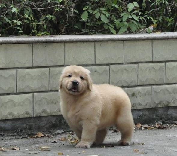 成都犬舍出售纯种金毛幼犬活体大型犬领养宠物