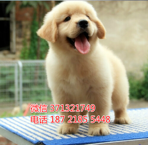 深圳犬舍出售 金毛犬幼犬 包健康 包品质 深圳