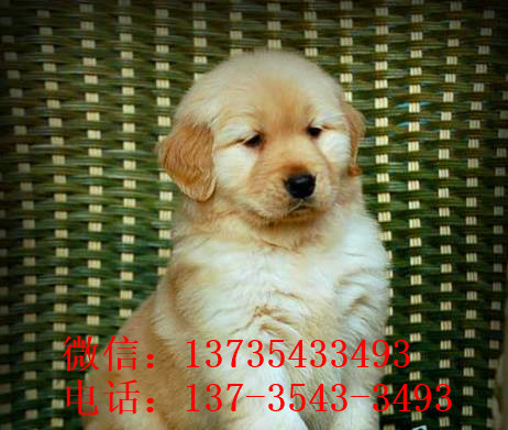 武汉犬舍出售纯种金毛幼犬活体大型犬领养宠物