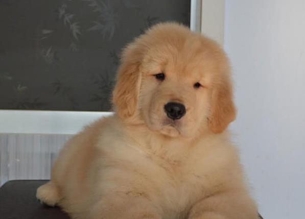 福州宠物狗犬舍出售纯种金毛犬幼犬黄金猎犬领