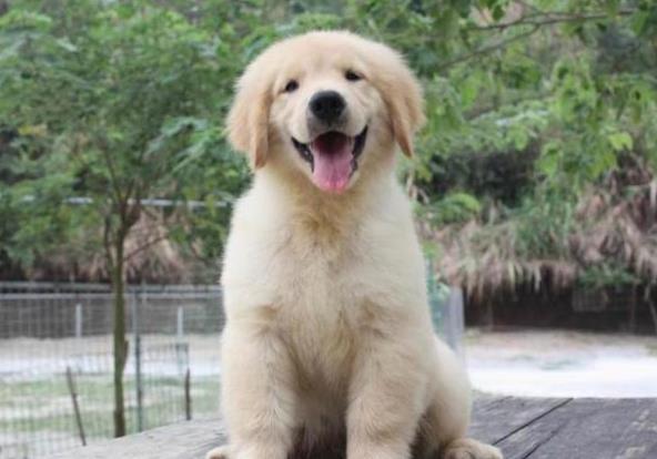 福州宠物狗狗犬舍出售纯种金毛犬 哪里有金毛