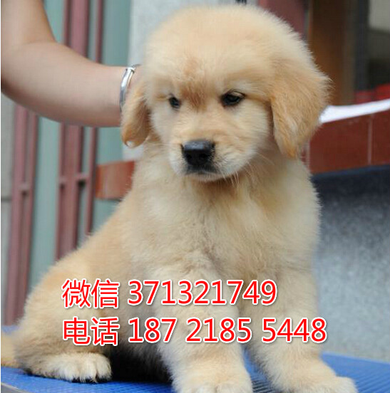 沈阳狗场出售 金毛犬幼犬 沈阳犬舍在哪里 特价宠物狗