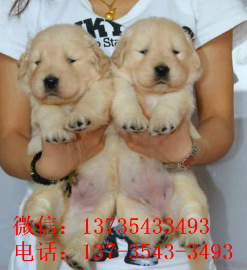 呼和浩特犬舍出售纯种金毛犬幼犬活体宠物狗狗