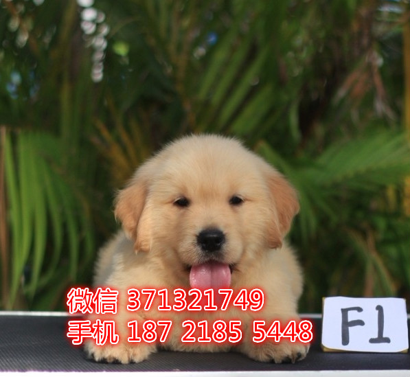 金毛出售厦门狗场出售金毛犬幼犬 宝宝 包健康包纯种