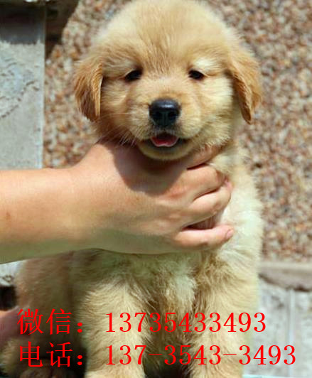 武汉狗场出售纯种金毛犬幼犬大型犬领养宠物狗狗