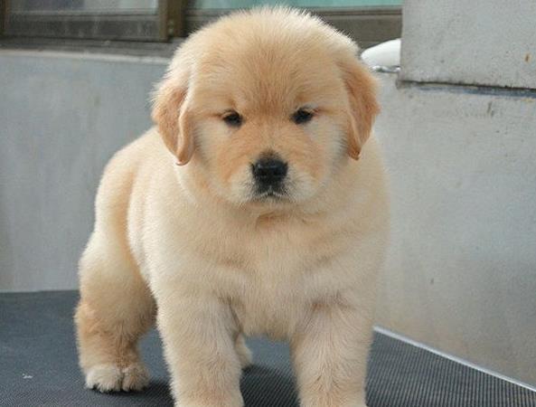 南宁犬舍出售纯种金毛幼犬活体大型犬领养宠物