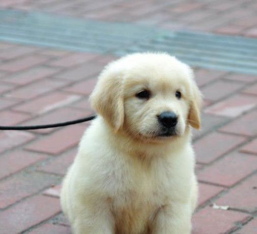 扬州犬舍出售纯种金毛幼犬活体大型犬领养宠物