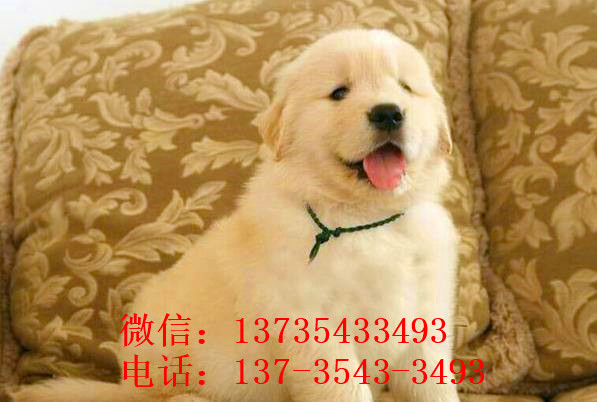 厦门宠物狗犬舍出售纯种金毛犬幼犬黄金猎犬领
