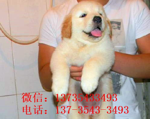 上海犬舍出售纯种金毛犬幼犬活体宠物狗狗领养