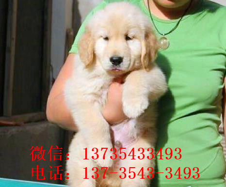 汕头犬舍出售纯种金毛犬幼犬宠物狗狗领养大型