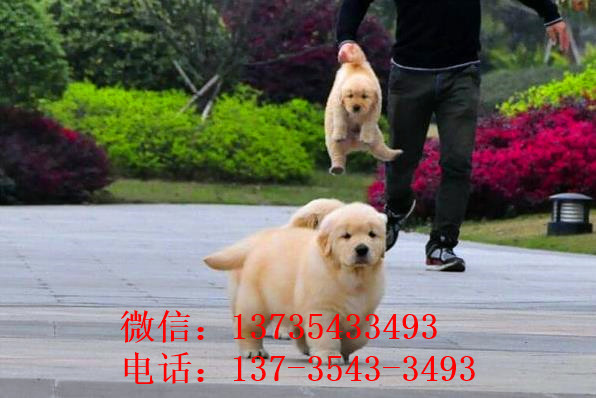 济南犬舍出售纯种金毛犬狗市场在哪 网上有卖狗买狗