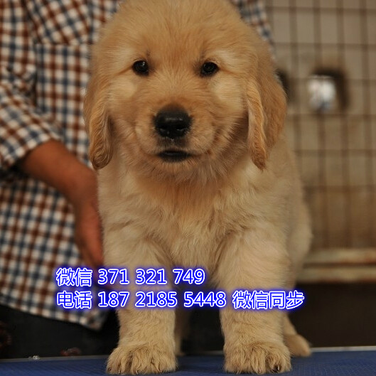武汉 专业繁殖 金毛犬狗狗纯种幼犬 武汉宠物
