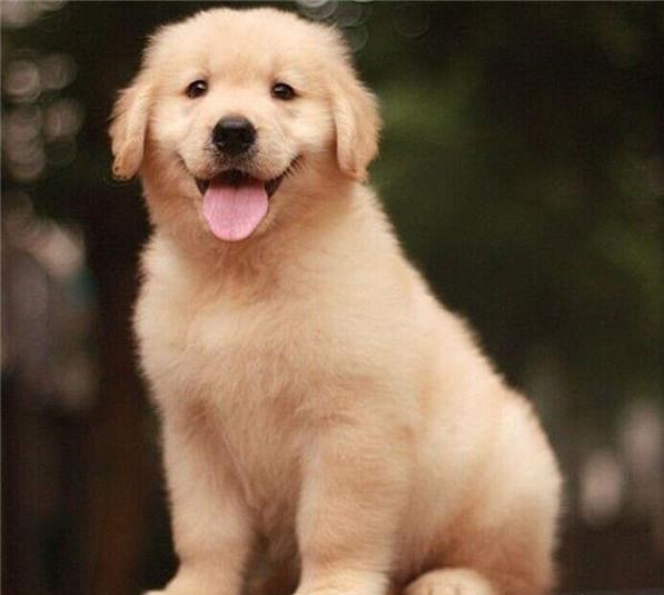 济南犬舍出售金毛犬 宠物狗狗市场 狗场在哪买