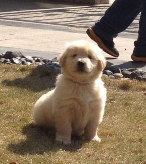 福州宠物狗犬舍出售纯种金毛犬 哪里买狗 金毛