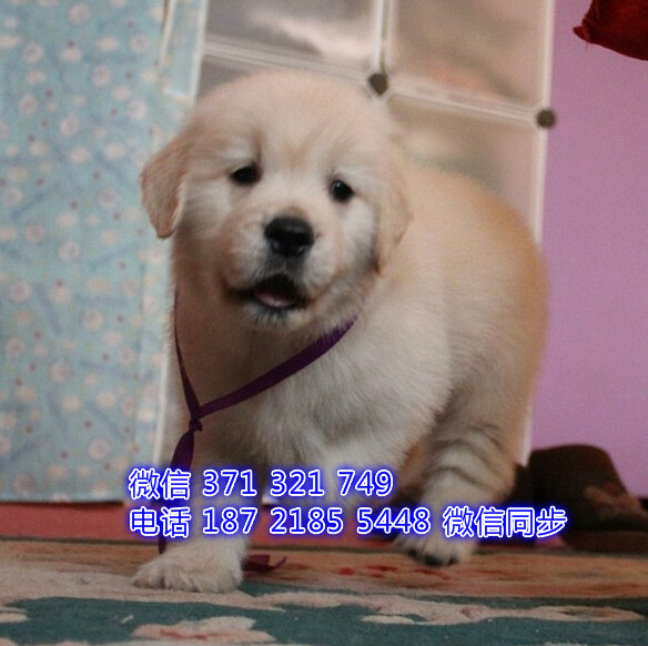 福州特价 金毛犬出售纯种幼犬 福州宠物狗狗犬舍