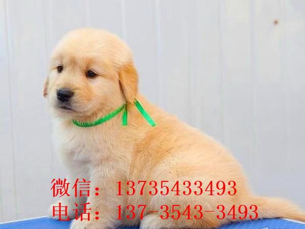 厦门犬舍出售纯种金毛犬狗市场在哪 网上有卖狗买狗