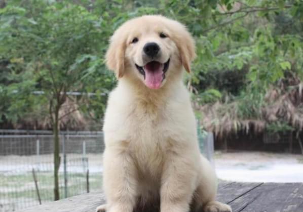 苏州犬舍出售金毛犬 宠物狗狗市场 狗场在哪买