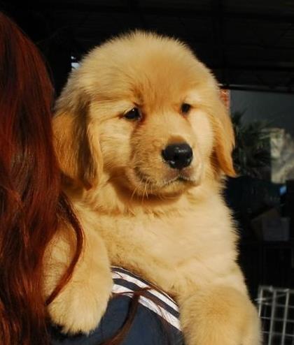 温州宠物狗犬舍出售纯种金毛犬幼犬黄金猎犬领