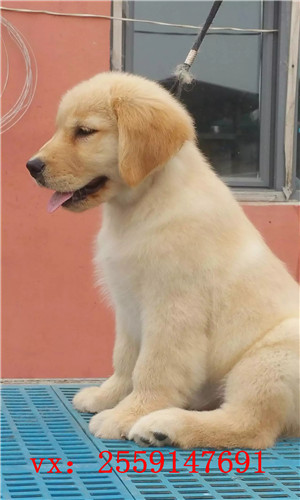 深圳金毛怎么卖的 深圳纯种金毛多少钱 深圳哪里卖健康的金毛