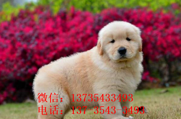 合肥犬舍出售纯种金毛犬幼犬活体宠物狗狗领养大型犬