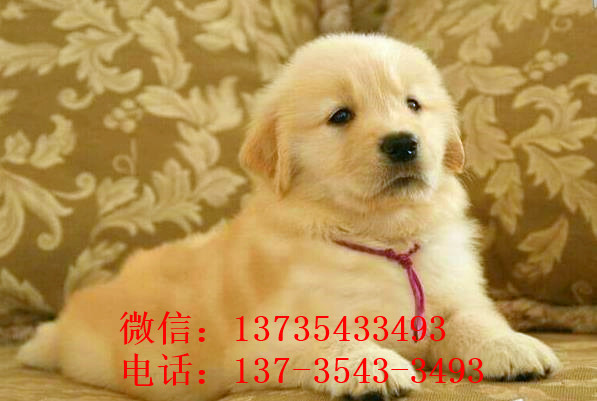 厦门宠物狗犬舍出售纯种金毛犬幼犬黄金猎犬领养